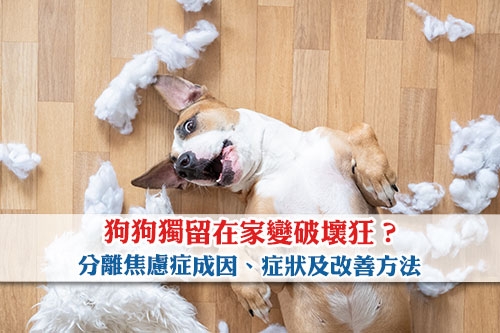 狗狗獨留在家變破壞狂-分離焦慮症成因及症狀-4個你也做到的訓練